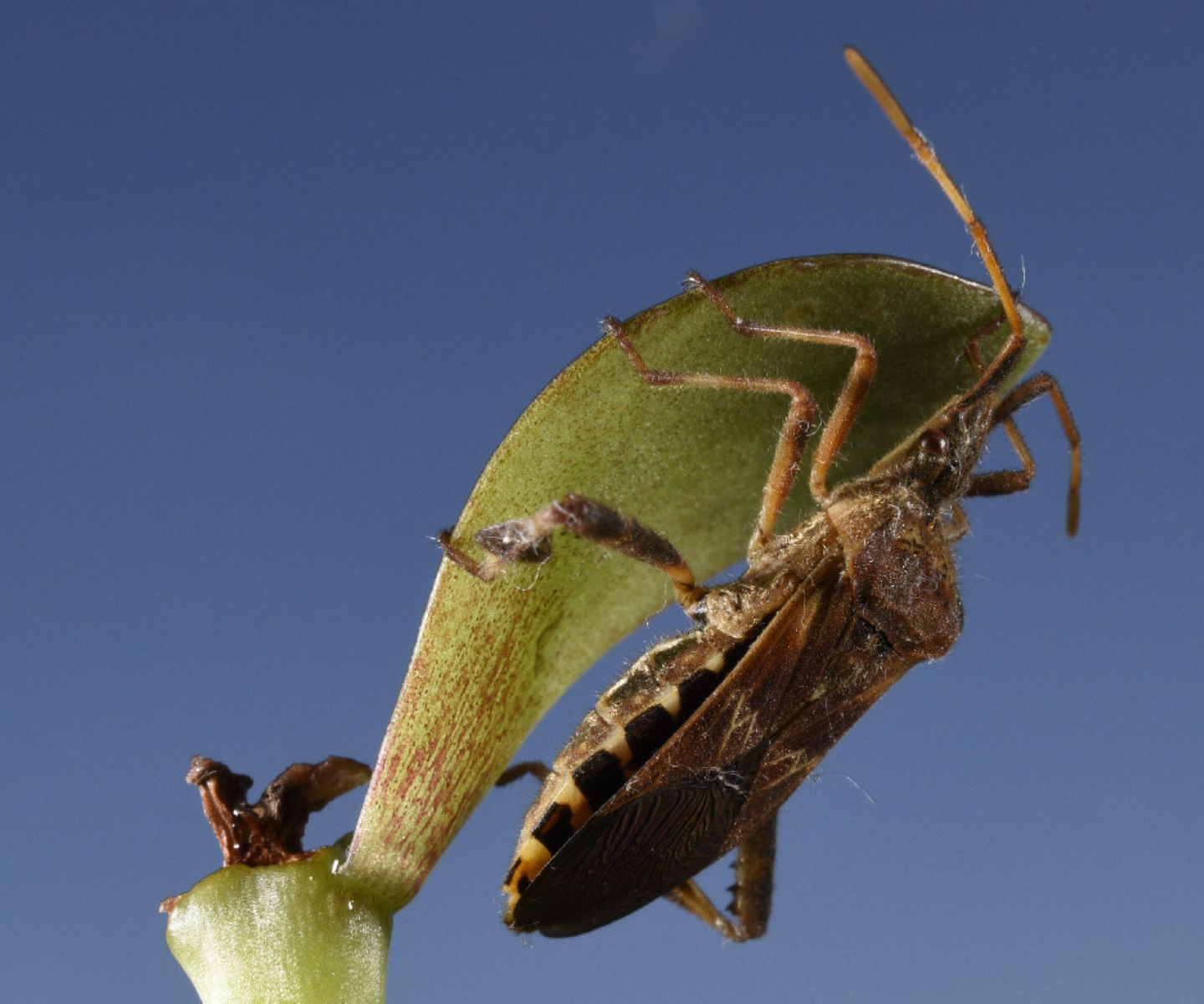 Coreidae: Leptoglossus occidentalis